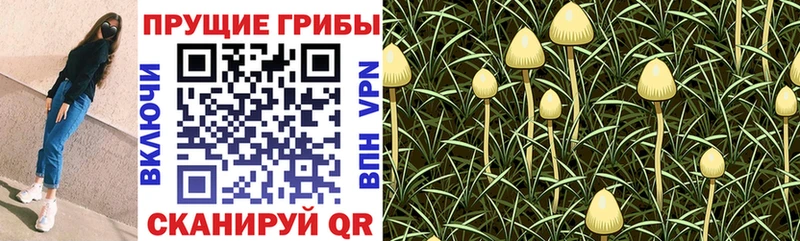 Псилоцибиновые грибы Psilocybine cubensis omg Кострома
